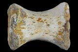 Fossil Spinosaurus Caudal (Tail) Vertebra - Morocco #116854-1